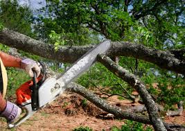 Onancock, VA Tree Services Company